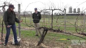 Image result for grape pruning
