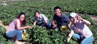 Selain enak dimakan dan asyik, wisata petik buah memiliki keuntungan tambahan, yaitu tidak menguras isi dompet anda! Petik Buah Di Australia Untuk Gaji Lumayan Ini Yang Ramai Tak Tahu