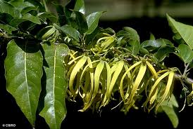 Image result for Cananga