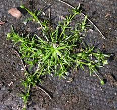 Image result for Sagina