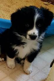 Has personality quirks, but is good responding to. Miniature Australian Shepherd Puppy For Sale Adoption Rescue For Sale In Phelan California Classified Americanlisted Com