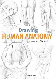 The human body is one of the most complex subjects for artists to illustrate. Giovanni Civardi Drawing Human Anatomy Artisanat Techniques Livres Renaud Bray Com Livres Cadeaux Jeux