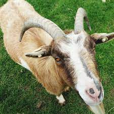 The female goat is the most romantic and loving all the women of the chinese zodiac. Goat Vaccination Alabama Cooperative Extension System