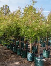 Image result for Grevillea robusta