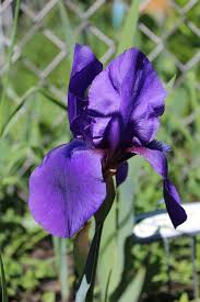 Image result for Light Harvest Gold 1977 Fedders