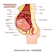 This article looks at female body parts and their functions, and it provides an interactive diagram. Woman Pregnant Anatomy Vector Stock Vector Royalty Free 556836088