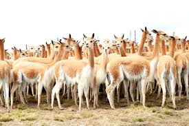 The vicuña (vicugna vicugna) or vicuna (both, very rarely spelled vicugna, its genus name) is one of the two wild south american camelids, which live in the high alpine areas of the andes, the other being the guanaco, which lives at lower elevations. Peruvian Alpaca Vicuna And Guanaco Antibodies Could Also Help Defeat Covid 19 News Andina Peru News Agency