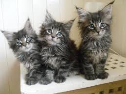 Black And Grey Maine Coon Kittens For Sale Pin On Meow
