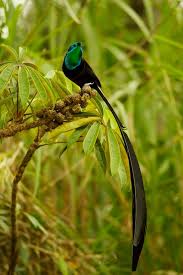 Black Bird With Two Long Tail Feathers Pin On Birdwatching In Papua New Guinea