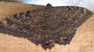 Que Simboliza Una Mariposa En La Biblia