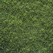 How To Overseed With Centipede Grass Centipede Grass Shade Grass Growing Grass