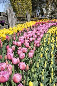 Tulip Border Yellow And Purple Along The Fence Line Great Timing And Use Of Daffodils Early To Late Blooming