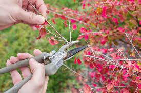 The pruned shrubs will bloom in summer on the current season's growth. The Full Guide To Pruning Burning Bushes Backyard Prime