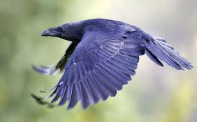 vogels おしゃれまとめの人気アイデア pinterest natalie reed goehl カラス 野鳥 カッコウ