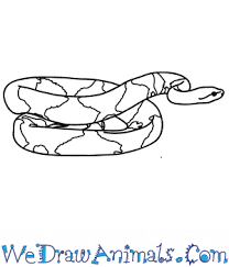 Snake head drawing top view. How To Draw A Realistic Snake
