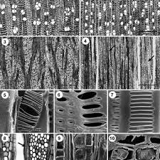 Image result for Napoleonaea septentrionalis