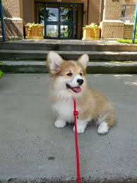 Dangercorgi Corgi Fluffy Corgi Puppies Fluffy Corgi