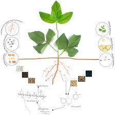 Image result for Macrotyloma africanum