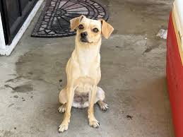 Image result for chihuahua big obesity