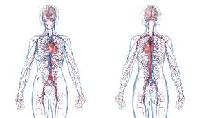 The body has a network of blood vessels that carry blood around. Circulatory System Facts Facts Just For Kids