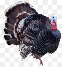 Entrusted to them and who commit to deliver excellence in programme results. Wild Turkey Png Wild Turkey Bourbon Wild Turkey Feather Wild Turkey Silhouette Wild Turkey Sketches Wild Turkey Paintings Wild Turkey Graphics Wild Turkey Hen Wild Turkey Outline Wild Turkey Clip Wild Turkey Cartoon Wild Turkey Hunting Wild Turkey
