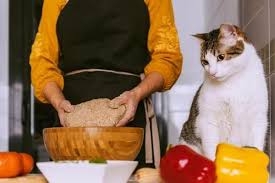These Easy Chicken Recipes For Your Cat Are Great Homemade Alternatives To Your Cat S Commercial Cat Food Cooking In 2020 Homemade Cat Food Diy Cat Food Dry Cat Food
