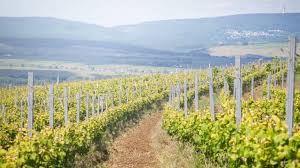 weingut