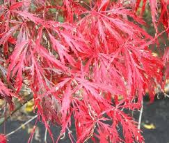 Check spelling or type a new query. Our Dwarf Maple Tree Japanese Cutleaf Maple Japanese Tree Japanese Maple Tree Miniature Trees