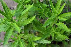 Image result for Dysphania procera