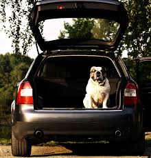 free image on pixabay audi a 4 sport bulldog trunk welcher hund tiere hund hunde