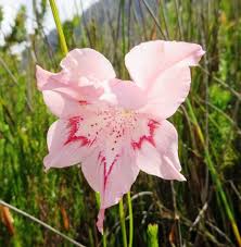 Image result for Gladiolus virgineus