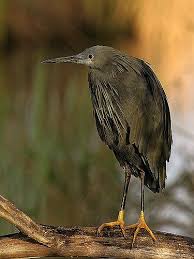Gauteng Garden Birds Of South Africa Black Egret Egretta Ardesiaca Photographed By Gerard Theron At Gauteng South Africa Funny Birds Africa South Africa
