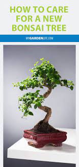 How To Care For A New Bonsai Tree My Garden Life Bonsai Tree Bonsai Tree Care Indoor Bonsai Tree