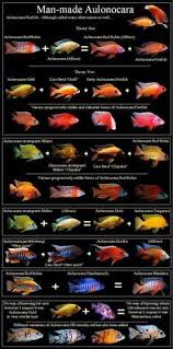 104 Best African Cichlids Images African Cichlids