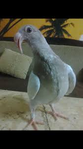 Egyptian Pigeons