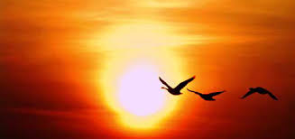 Tiếng chim chiền chiện gợi cho ta những cảm giác như thế nào?