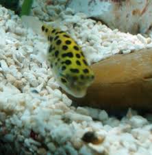 Cte aquatics is also a professional aquarium maintenance company offering design, installation & routine maintenance services. Green Spotted Puffer Fish Care Feeding And Tank Setup Pethelpful