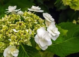 Un hortensia fait pour des situations ensoleillées! All About Hydrangeas Behnke Nurseries Gardening Blog