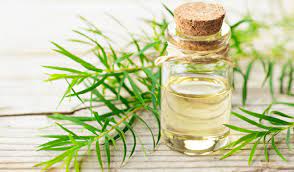 Benefits And Uses Of Tea Tree Oil For Skin Be Beautiful India