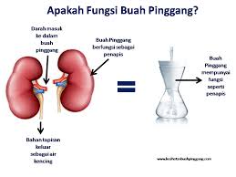 Dekat satu botol lah kawan amalkan. Batu Karang Kesihatan Buah Pinggang