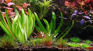 Image result for Eriocaulon africanum