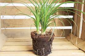 Nolina guatemalensis, ciferri & giacom, 1950. Ponytail Palm Beaucarnea Recurvata How To Plant Care Propagate Plantopedia