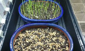 It will die, and the container will need to be replanted. Growing Cat Grass For Your Feline Is It Safe