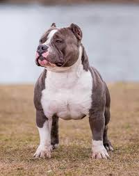 Pin By Luiz Damasceno On American Bullies Bully Breeds Dogs Bully Dog Bully Breeds