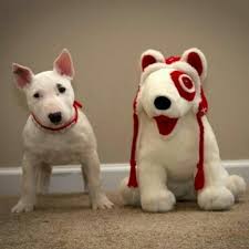 My Target Dog Puppy Cutest Paw Mini Bull Terriers Cute Animals Cute Puppies