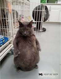 We provide siamese, persian, ragdoll , himalayan, bengal, tuxedo cat. Bruno The Thicc Cat Finds Forever Home People Com