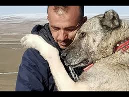 Baris Cicek Ve Efsane Kurtcu Kangal Kopekleri Yavuz Dog Ws Wolf Youtube