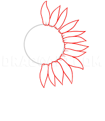 More images for sketch how to draw a sunflower » How To Draw A Sunflower Step By Step Drawing Guide By Dawn Dragoart Com