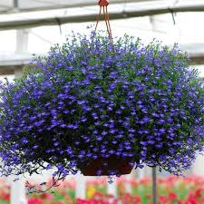 Image result for Lobelia uliginosa