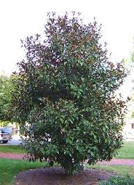 Grows to 18 to 20 ft. Stadler Garden Centers